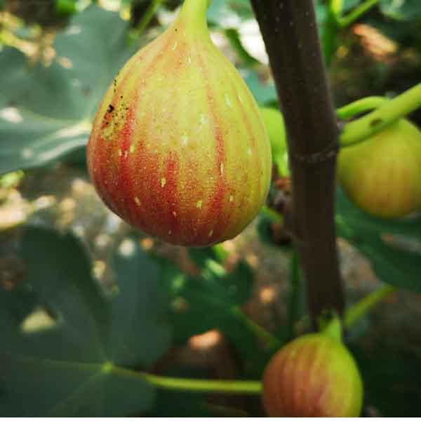 波姬紅無花果苗