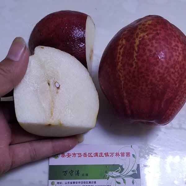 2公分梨樹苗裝車發(fā)河南(圖2) 2公分梨樹苗裝車發(fā)河南(圖2)