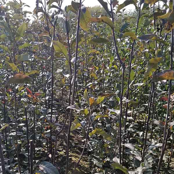 2公分梨樹苗裝車發(fā)河南(圖3) 2公分梨樹苗裝車發(fā)河南(圖3)