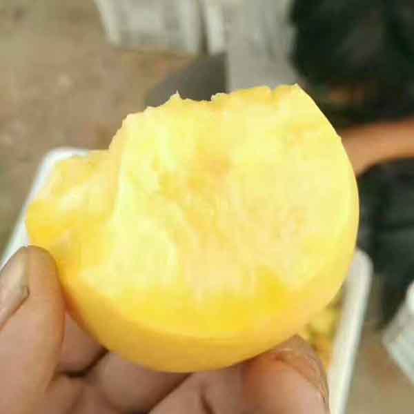 中油27號桃樹苗