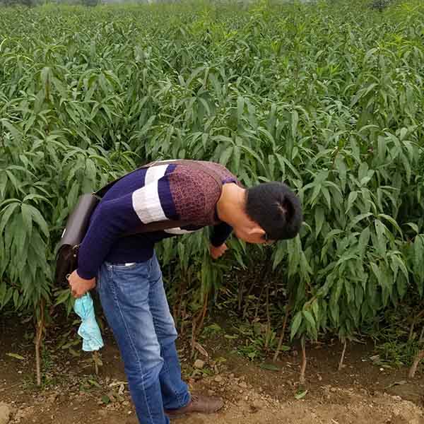 中油27號桃樹苗(圖3)