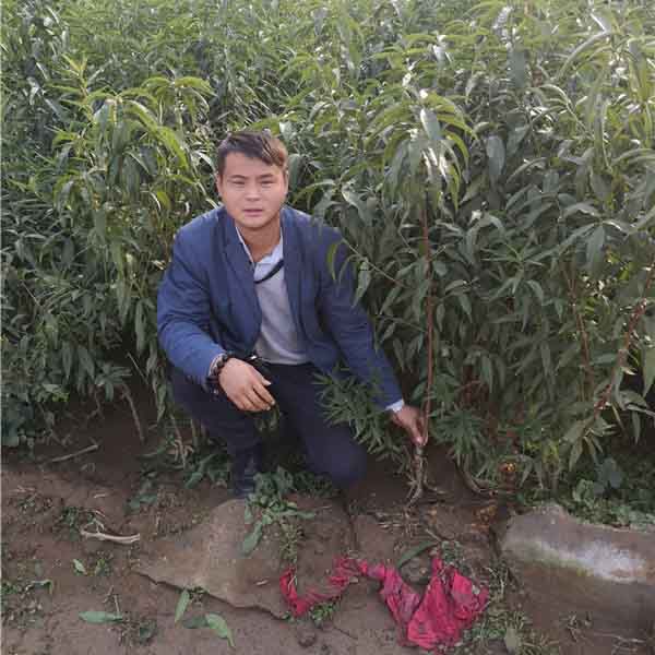 中油27號桃樹苗(圖4)