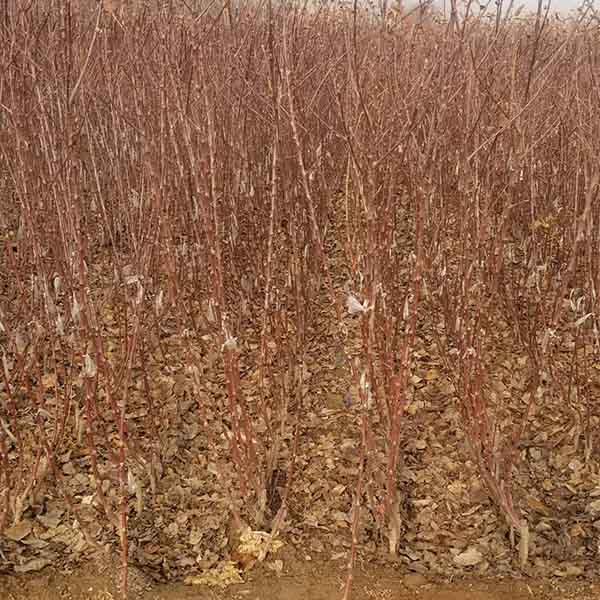 維納斯黃金蘋果苗的價格 哪里有維納斯黃金蘋果苗