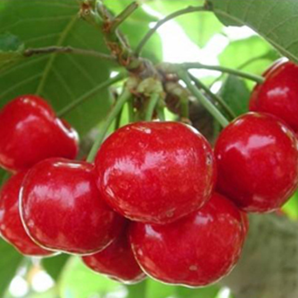 齊早櫻桃苗的價格  哪里有齊早櫻桃苗(圖2)