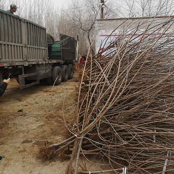 齊早櫻桃苗的價格  哪里有齊早櫻桃苗(圖3)