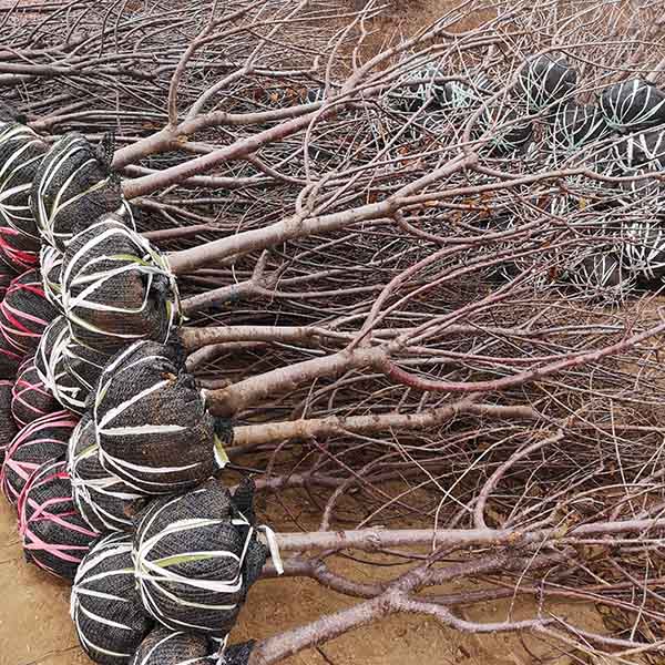 齊早櫻桃苗的價(jià)格 哪里有齊早櫻桃苗