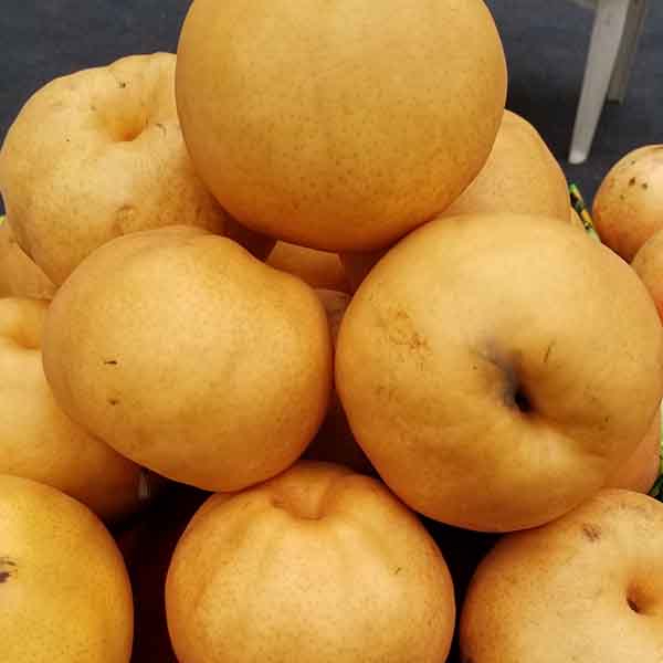 秋月梨樹苗哪里有 秋月梨樹苗的價格是多少