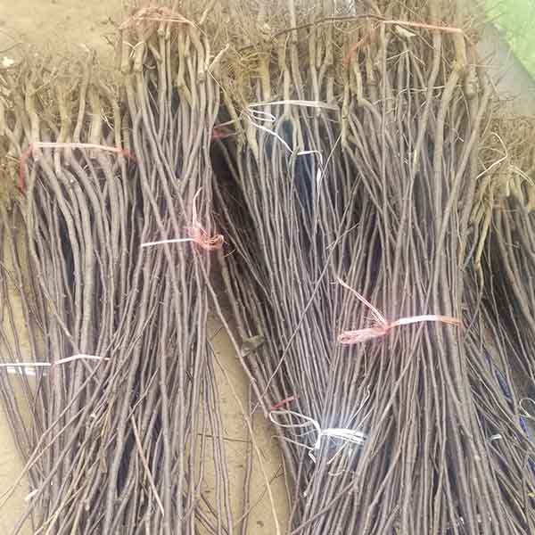 秋月梨樹苗哪里有 秋月梨樹苗的價格是多少(圖2)