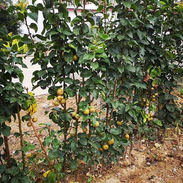 秋月梨樹苗哪里有 秋月梨樹苗的價格是多少(圖3)