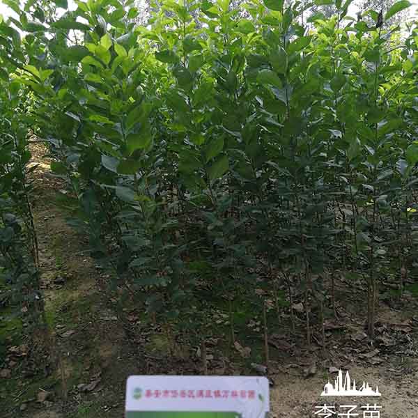 李子苗哪里有 李子苗的價格是多少