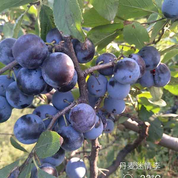 李子苗哪里有 李子苗的價格是多少(圖2)