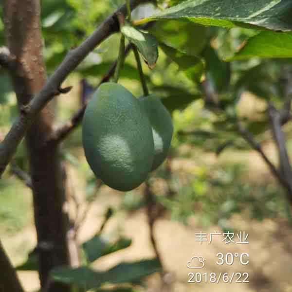 李子苗哪里有 李子苗的價格是多少(圖3)