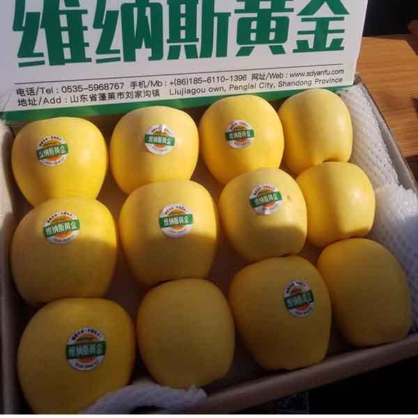 哪里有維納斯黃金蘋果苗 維納斯黃金蘋果苗的價格