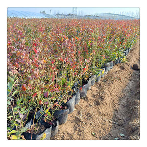 綠寶石藍莓樹苗(圖3) 綠寶石藍莓樹苗(圖3)