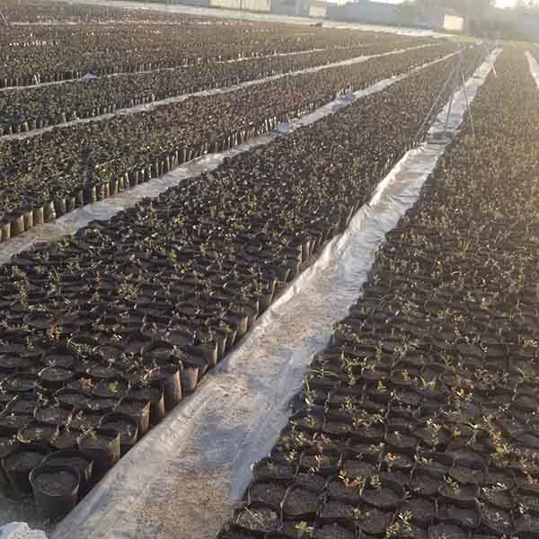 綠寶石藍莓樹苗(圖5) 綠寶石藍莓樹苗(圖5)