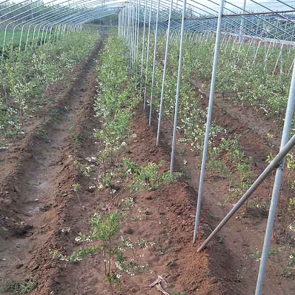 綠寶石藍莓樹苗(圖6) 綠寶石藍莓樹苗(圖6)