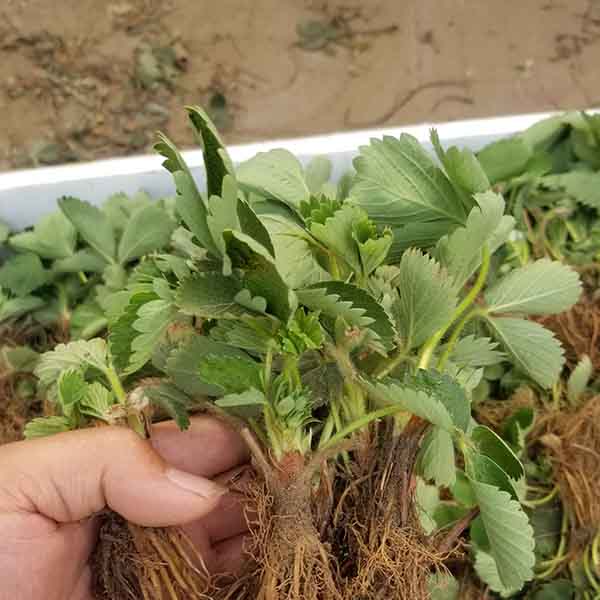 妙香七號草莓苗(圖2) 妙香七號草莓苗(圖2)