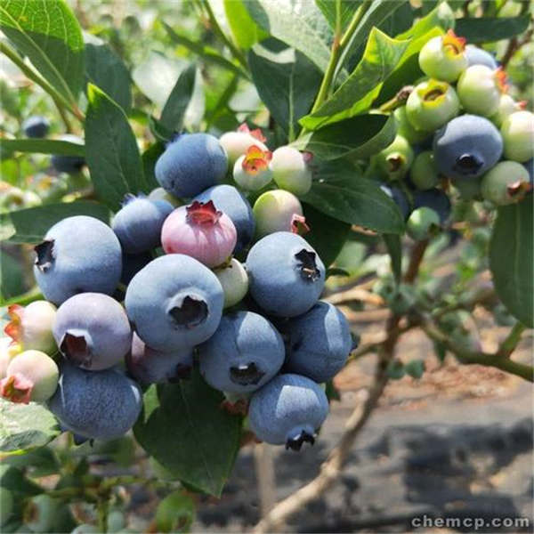 藍莓苗種苗批發價格?云南珠寶藍莓苗基地