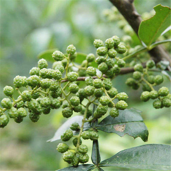 九葉青花椒苗多少錢一棵  哪里有九葉青花椒苗