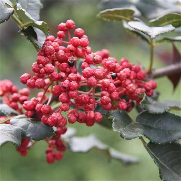 獅子頭花椒苗的種植基地在哪里   獅子頭花椒苗多少錢一棵