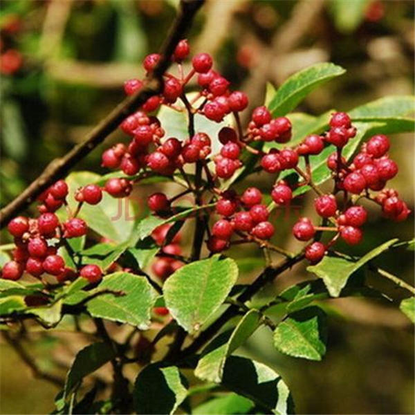 大紅袍花椒苗的價格  哪里有花椒苗