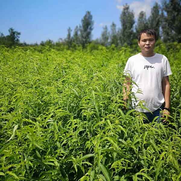 中油蟠七號桃(圖2) 中油蟠七號桃(圖2)