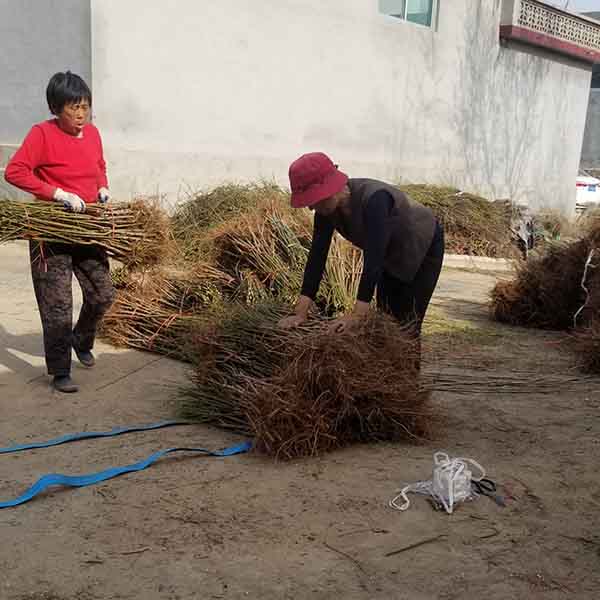 中油蟠七號桃(圖5) 中油蟠七號桃(圖5)