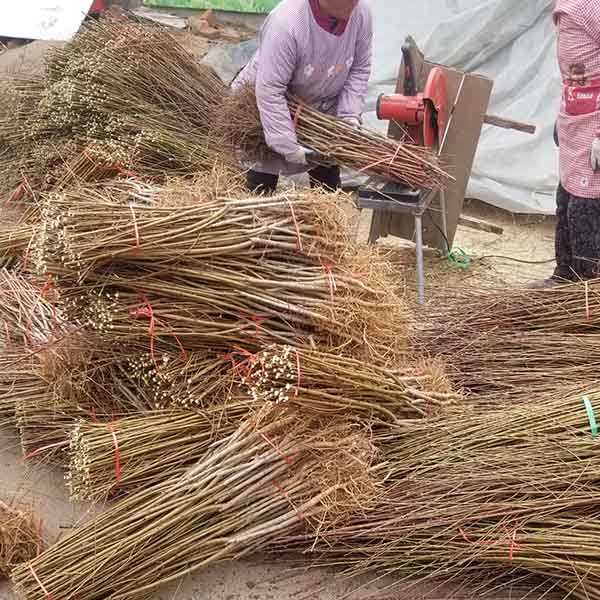 中油蟠七號桃(圖4) 中油蟠七號桃(圖4)