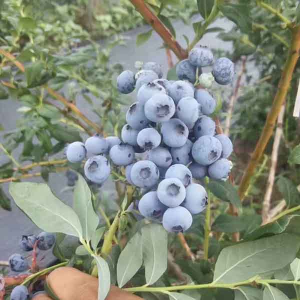 萊克西藍莓苗求購，萊克西藍莓樹苗哪里有賣