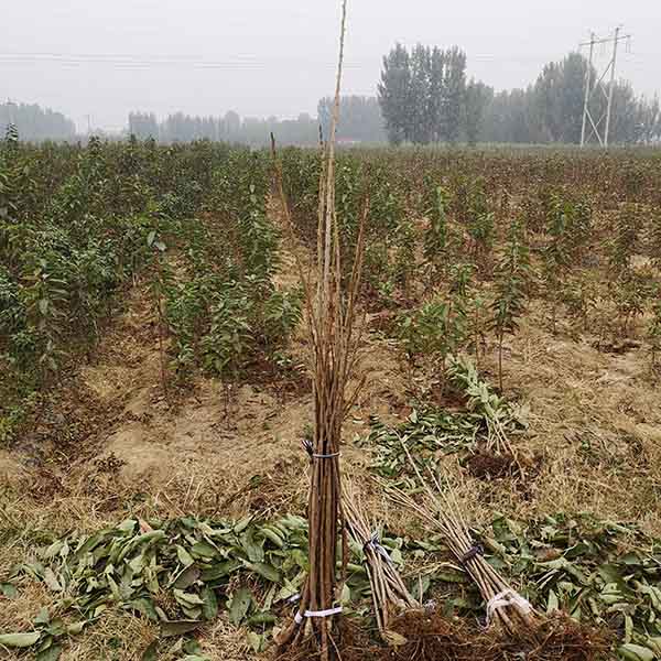 早大果櫻桃苗的價格，哪里有早大果櫻桃苗