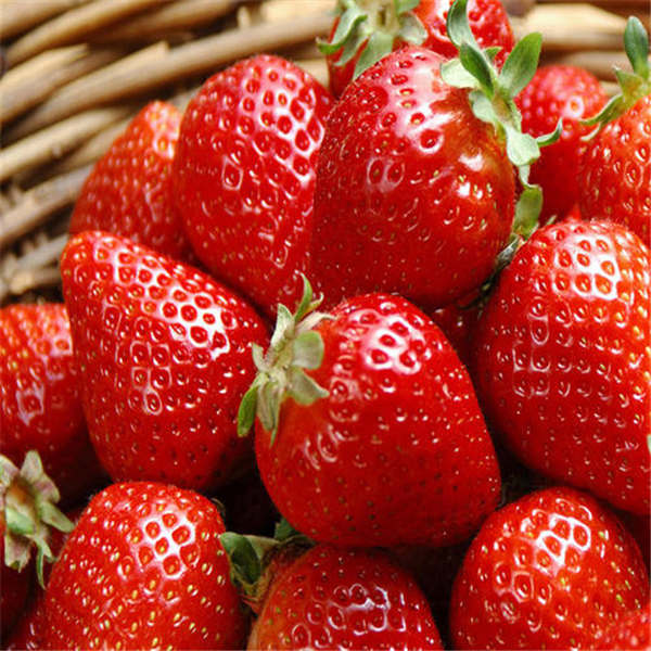 法蘭地草莓苗哪里有賣?法蘭地草莓苗多少錢一顆