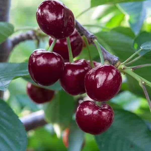 矮化科迪亞櫻桃樹苗基地批發價格多少錢一顆