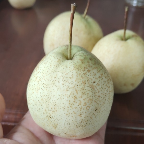 晚熟品種新秀{山農(nóng)酥梨樹苗}育苗基地，山農(nóng)酥梨栽植技術(shù)