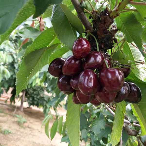 矮化吉塞拉一根棍種植的俄羅斯八號(hào)櫻桃樹苗哪里有賣多少錢