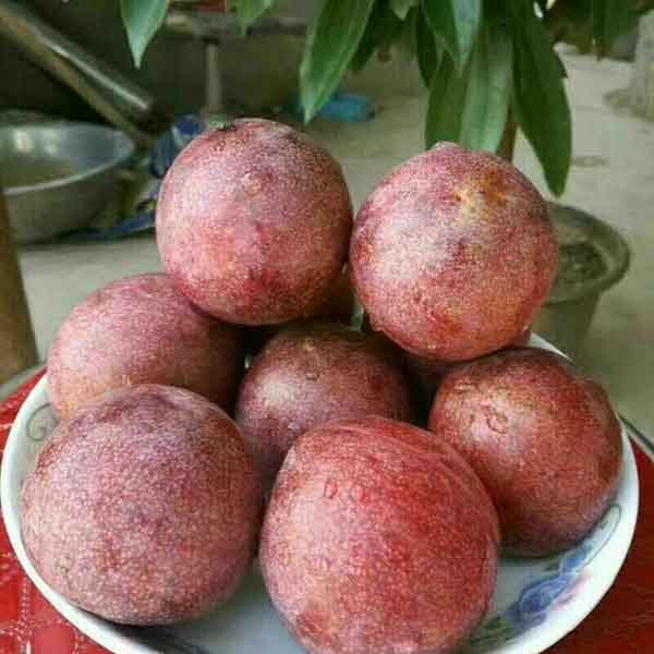 恐龍蛋杏李樹苗基地批發(fā),1-2年生恐龍蛋李子苗哪里有