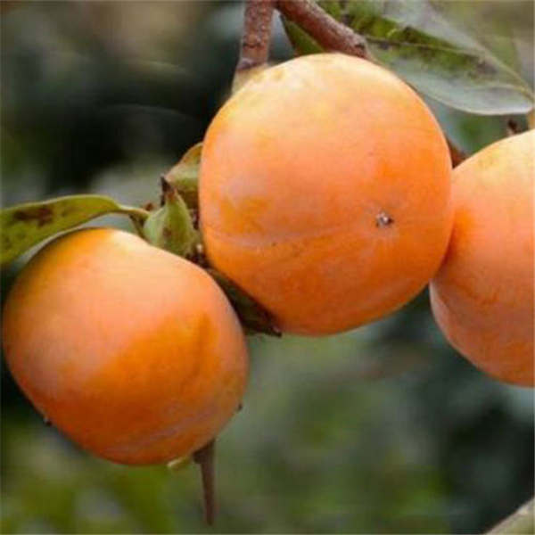 大秋甜柿子品種特點(diǎn),大秋甜柿子樹苗基地批發(fā)價(jià)格